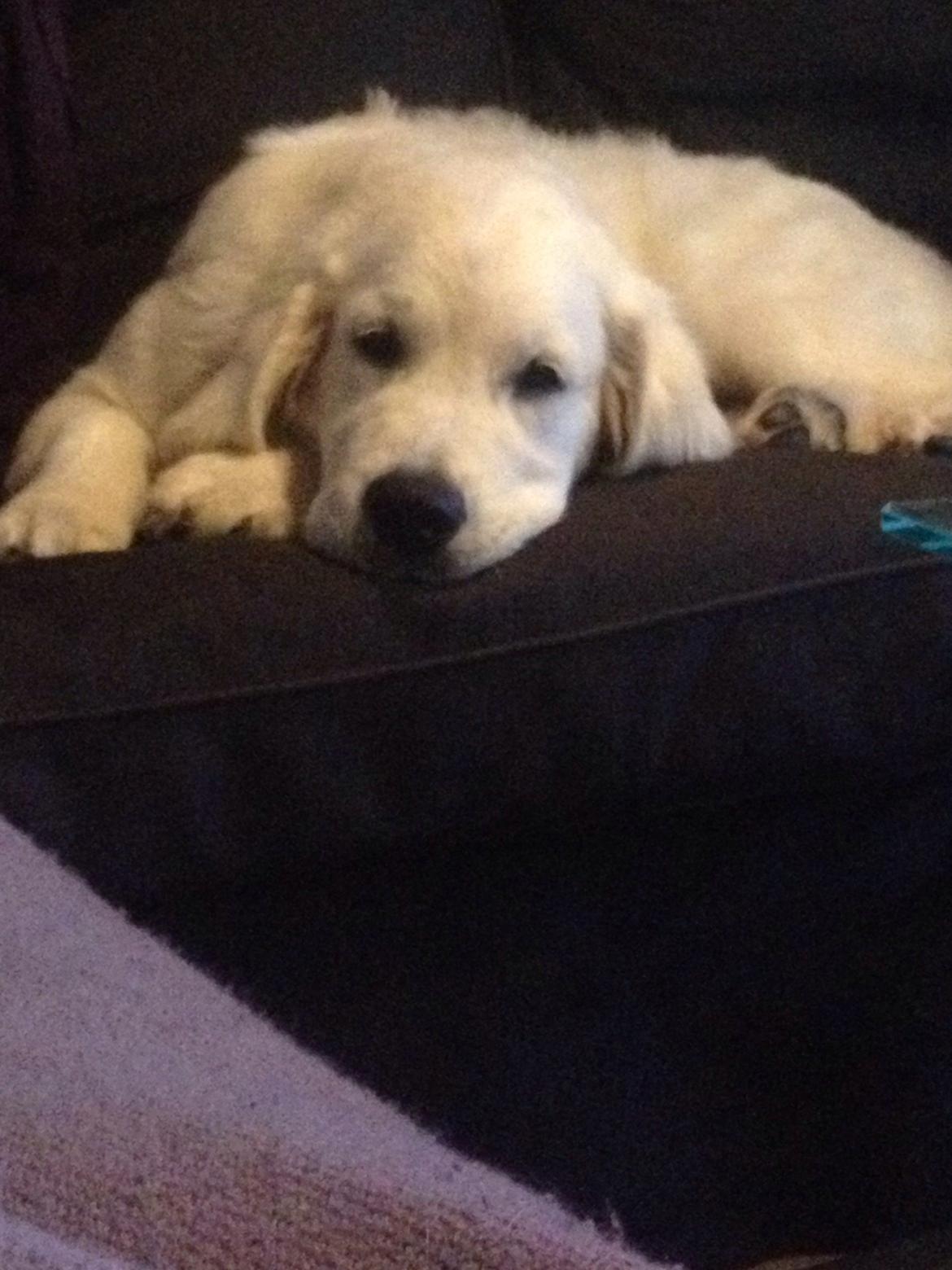 Golden retriever Golden Supreme Chasing Tails "BISCUIT" Aka Max billede 7