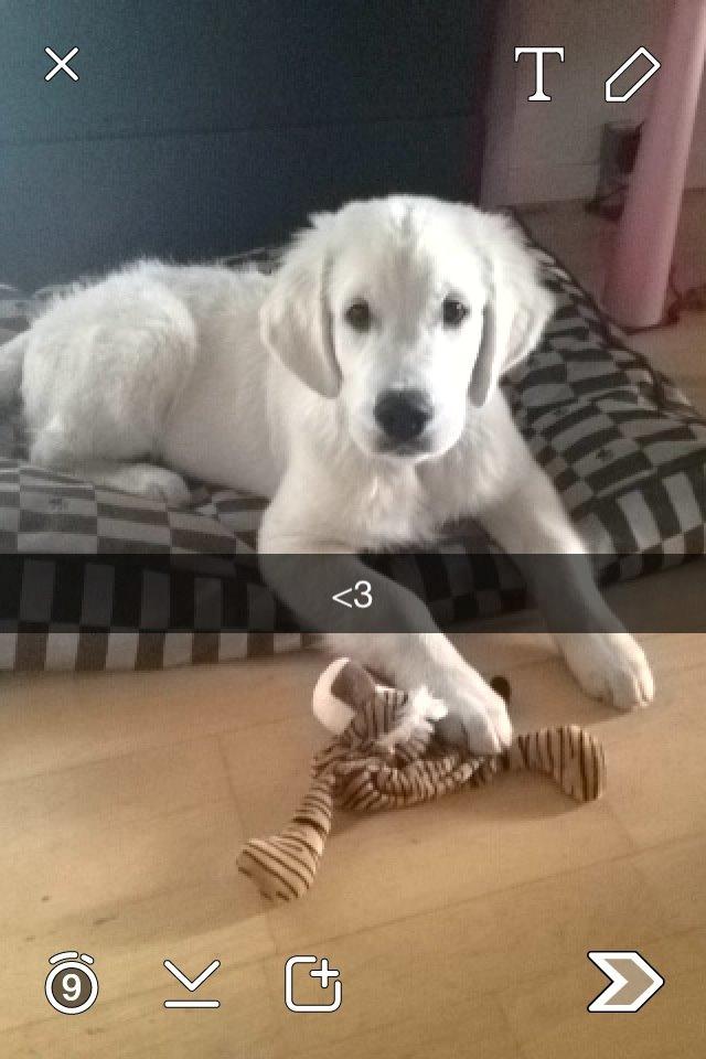 Golden retriever Golden Supreme Chasing Tails "BISCUIT" Aka Max billede 11