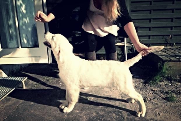 Golden retriever Golden Supreme Chasing Tails "BISCUIT" Aka Max - Lidt træning i haven *Oktober 2014* billede 1