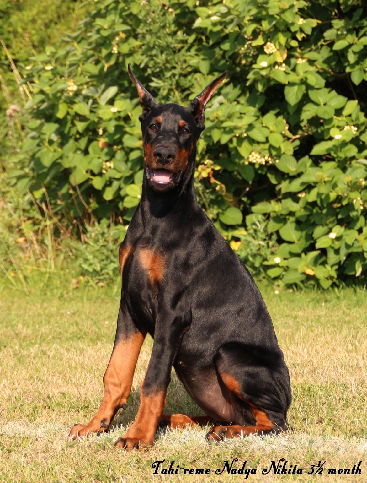 Dobermann Tahi-reme Nadya Nikita billede 25