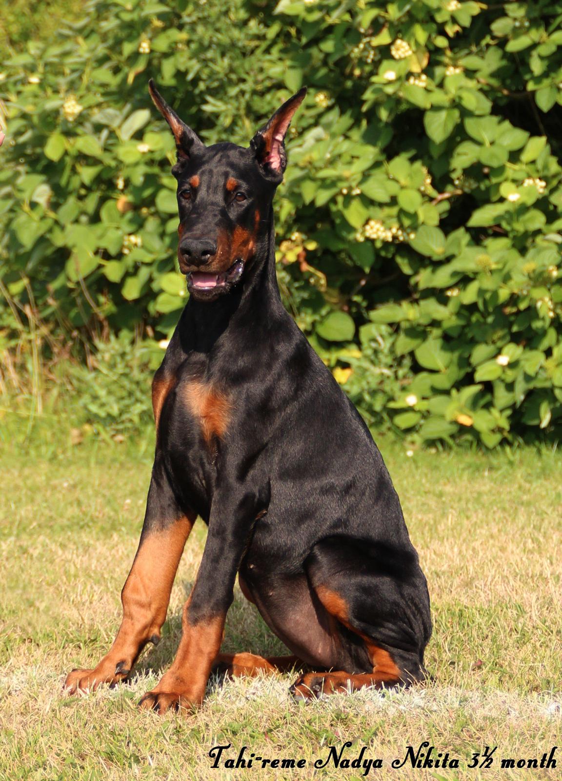 Dobermann Tahi-reme Nadya Nikita billede 27