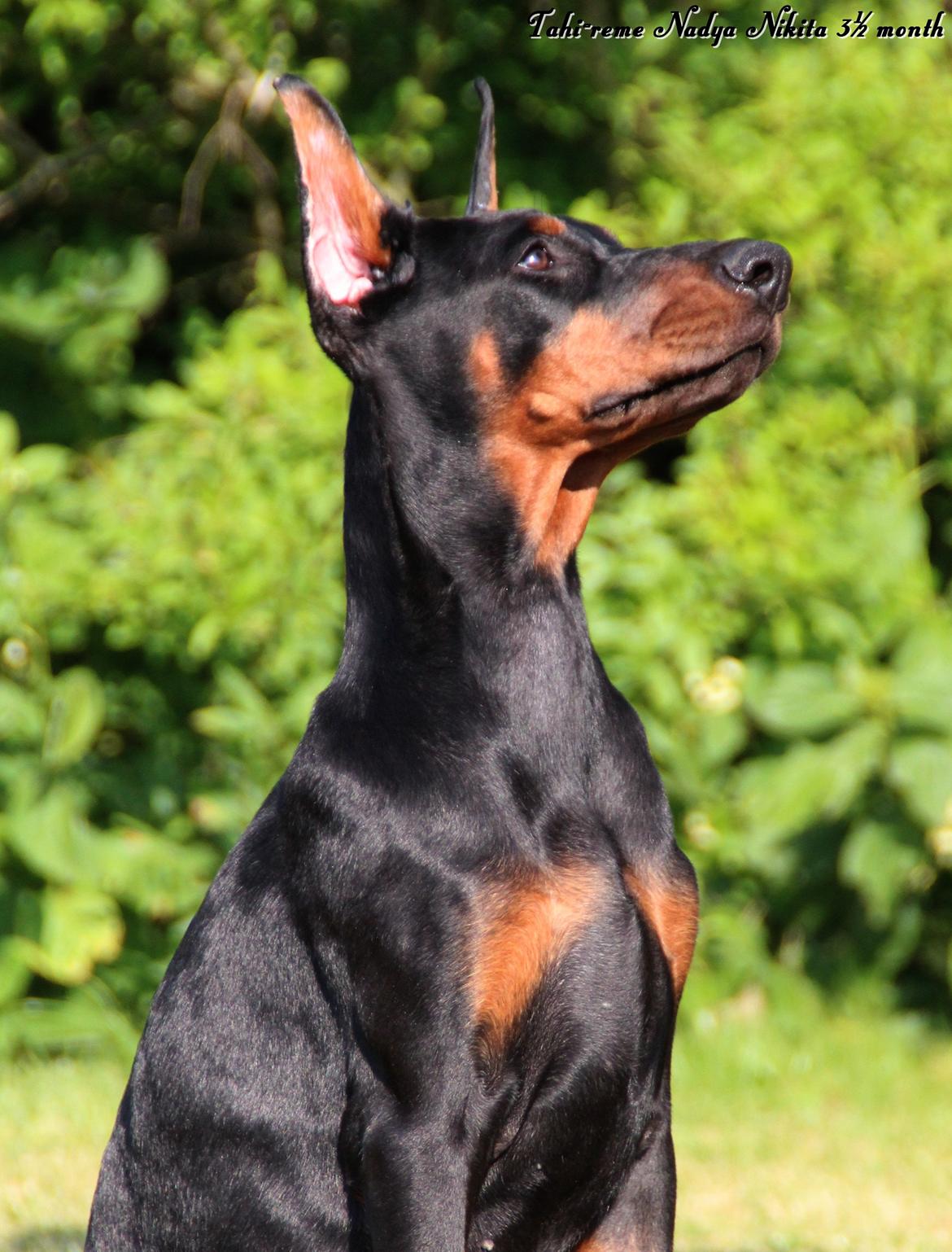 Dobermann Tahi-reme Nadya Nikita billede 28