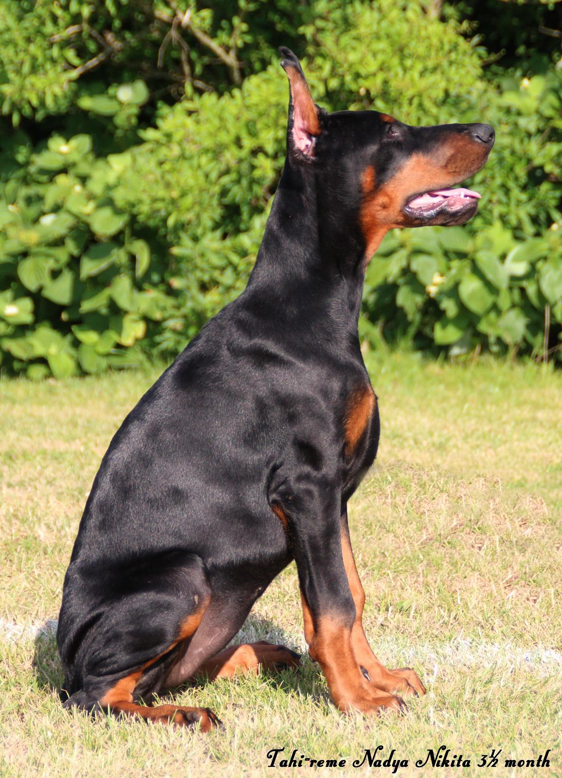 Dobermann Tahi-reme Nadya Nikita billede 29