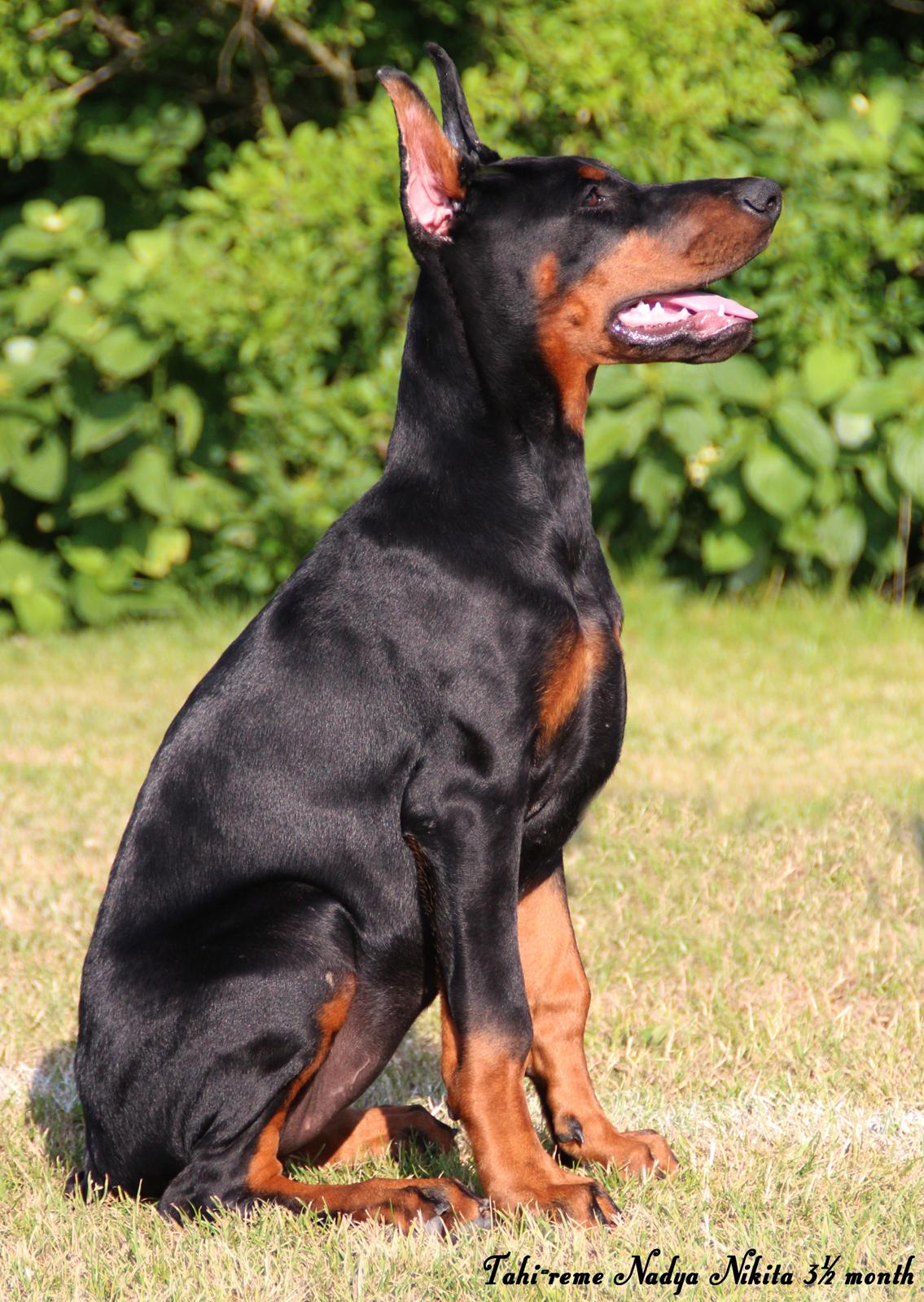 Dobermann Tahi-reme Nadya Nikita billede 30