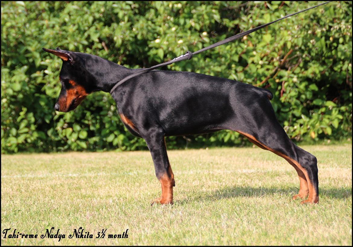 Dobermann Tahi-reme Nadya Nikita billede 26