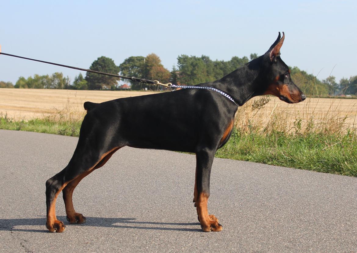 Dobermann Tahi-reme Nadya Nikita billede 24