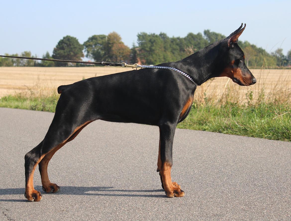 Dobermann Tahi-reme Nadya Nikita billede 23