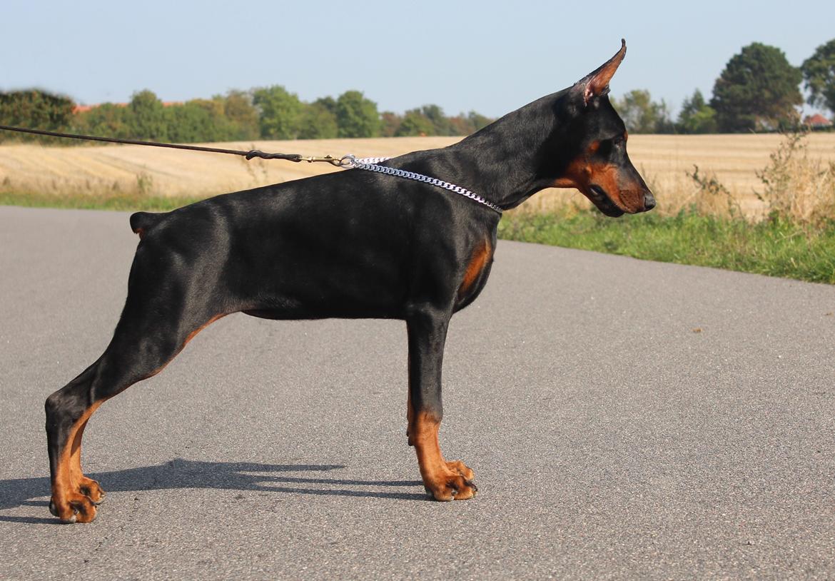 Dobermann Tahi-reme Nadya Nikita billede 20