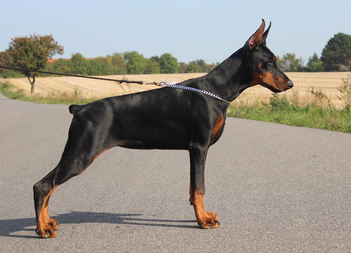 Dobermann Tahi-reme Nadya Nikita billede 21
