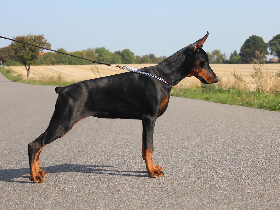 Dobermann Tahi-reme Nadya Nikita billede 17