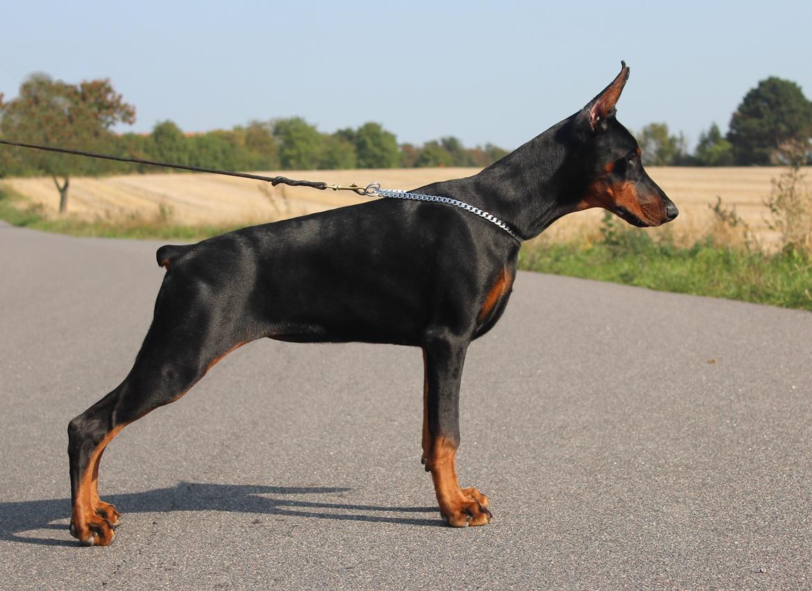 Dobermann Tahi-reme Nadya Nikita billede 19