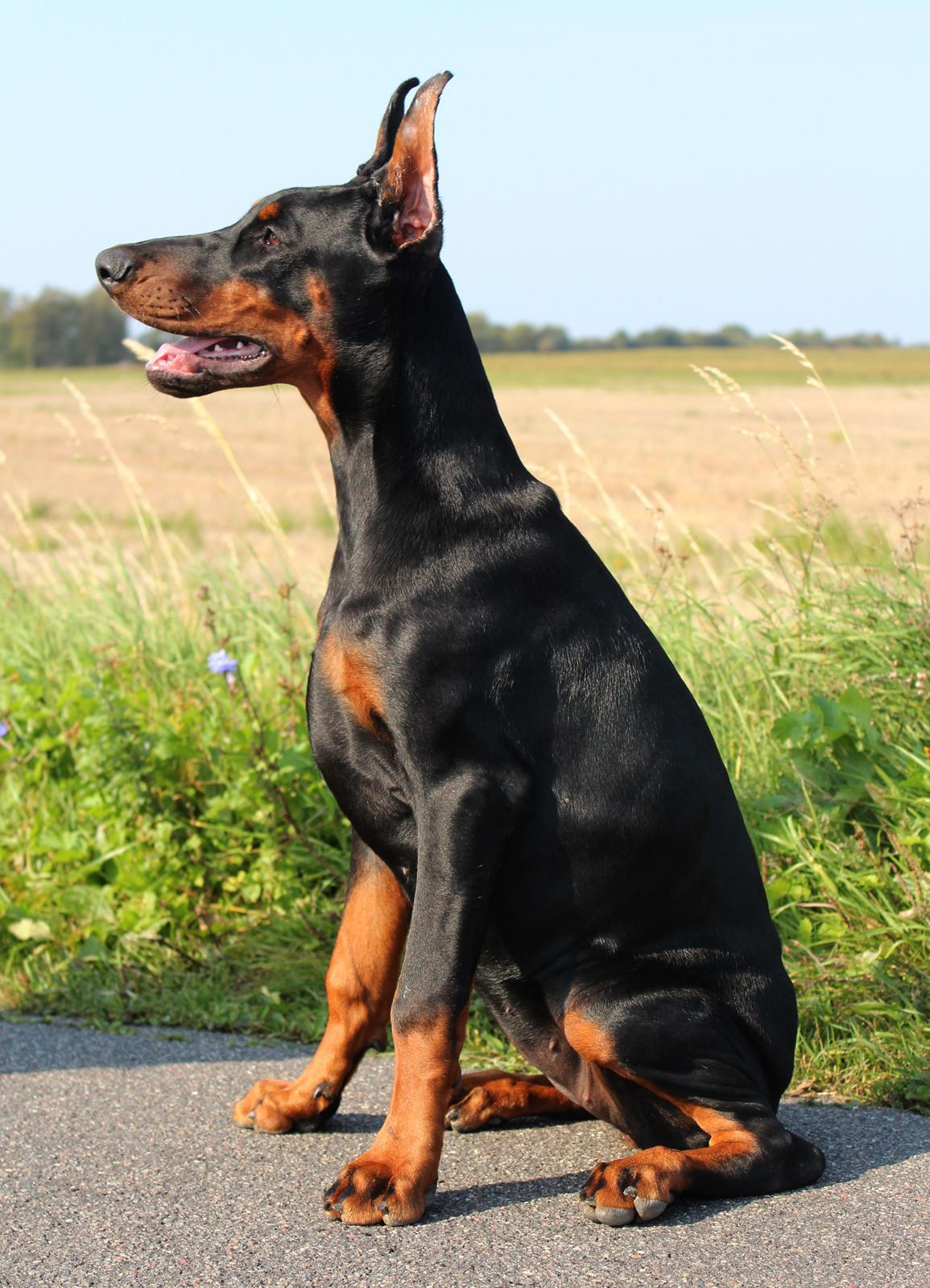 Dobermann Tahi-reme Nadya Nikita billede 18