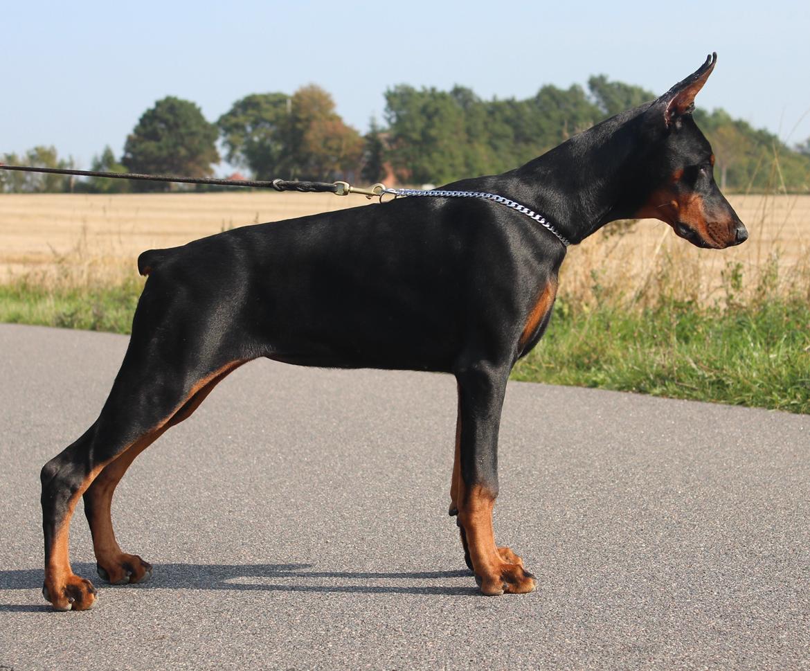 Dobermann Tahi-reme Nadya Nikita billede 22