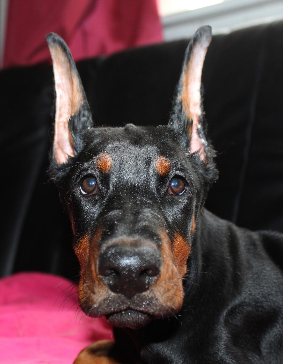 Dobermann Tahi-reme Nadya Nikita billede 31