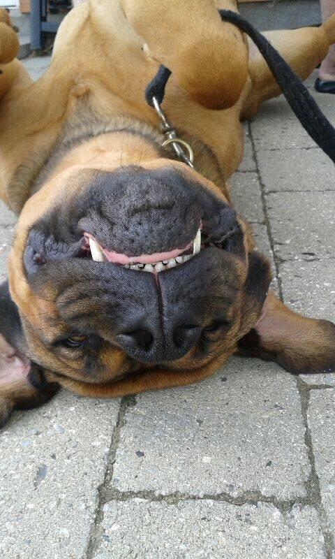 Blanding af racer Aslan billede 19