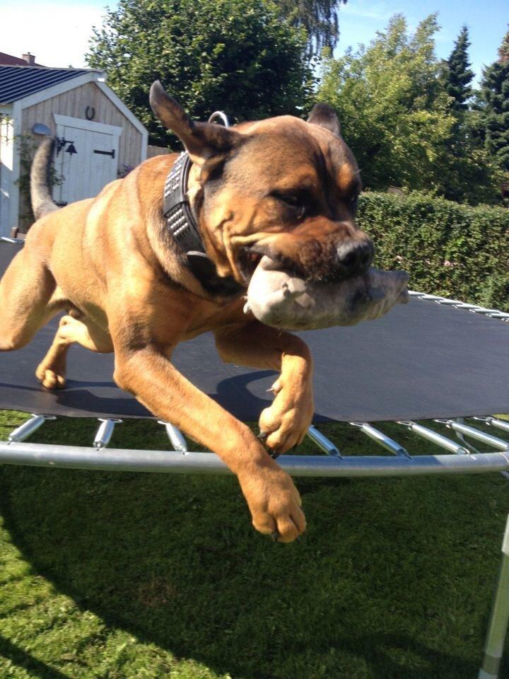 Blanding af racer Aslan billede 20