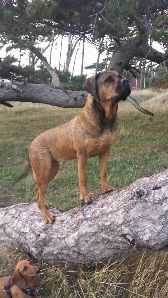 Blanding af racer Aslan billede 21