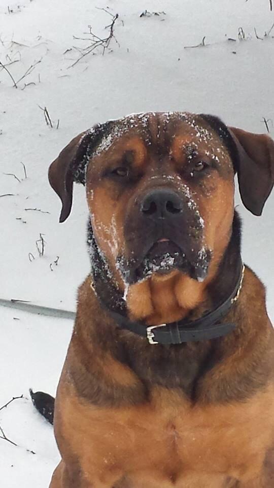 Blanding af racer Aslan billede 22