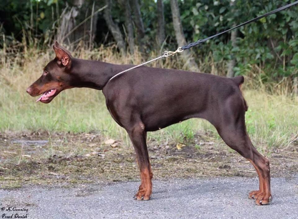 Dobermann Diaz Betelges billede 1