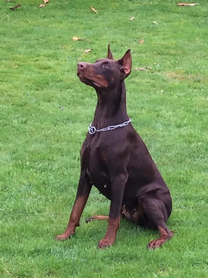 Dobermann Diaz Betelges billede 3