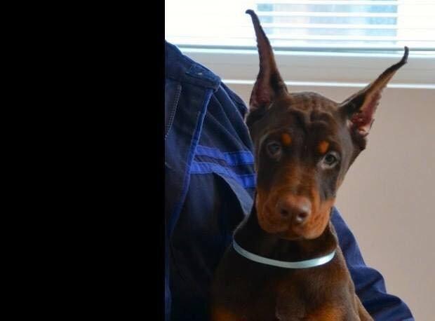 Dobermann Diaz Betelges billede 4