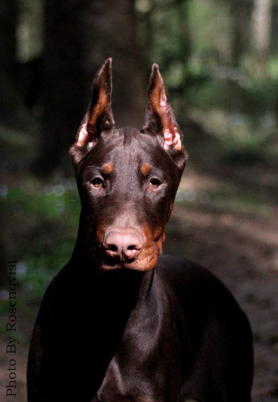 Dobermann Diaz Betelges billede 6
