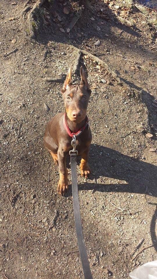 Dobermann Diaz Betelges billede 7