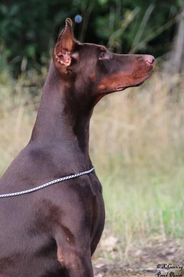 Dobermann Diaz Betelges billede 8