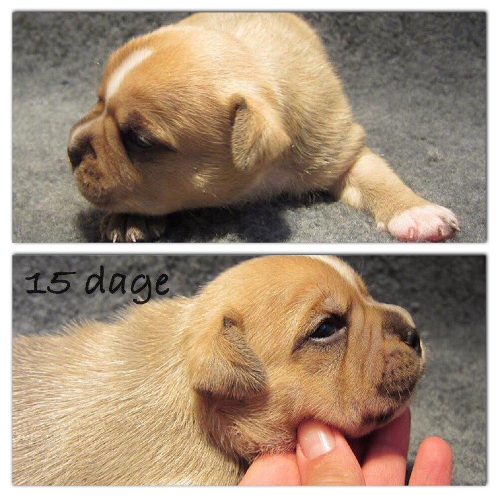 Staffordshire bull terrier Uso billede 10