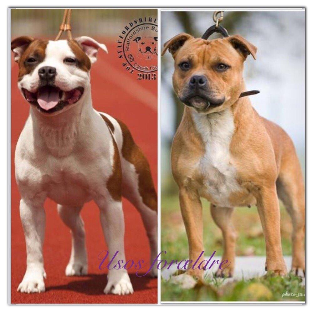 Staffordshire bull terrier Uso - Far er til højre og mor til venstre billede 2