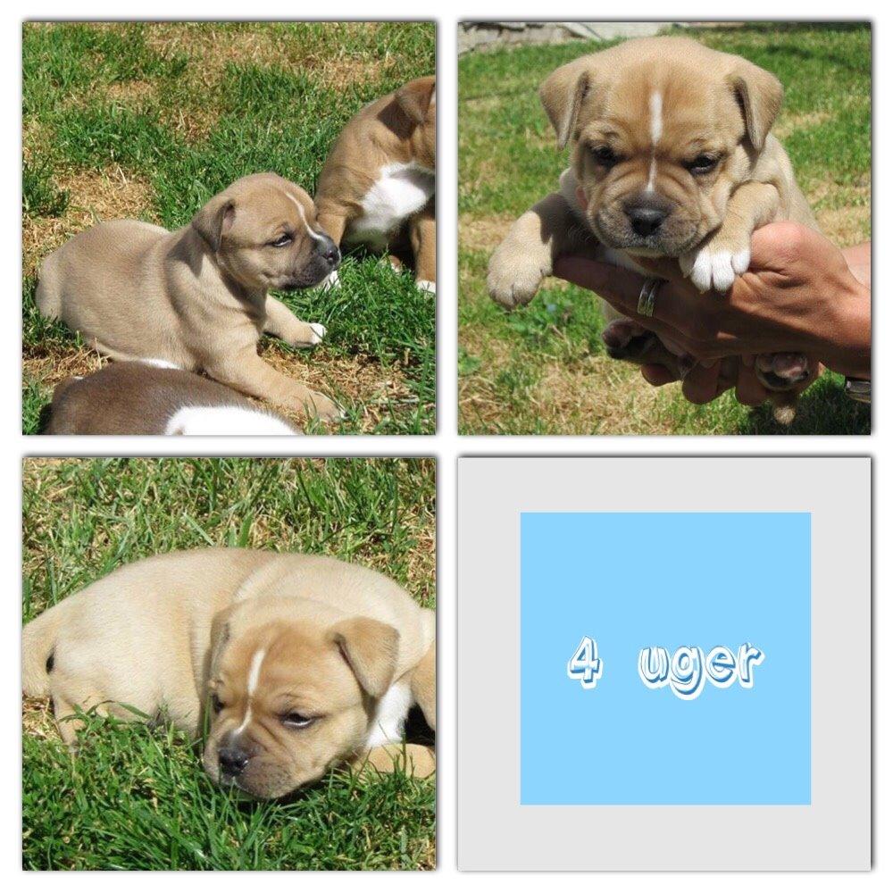 Staffordshire bull terrier Uso billede 11