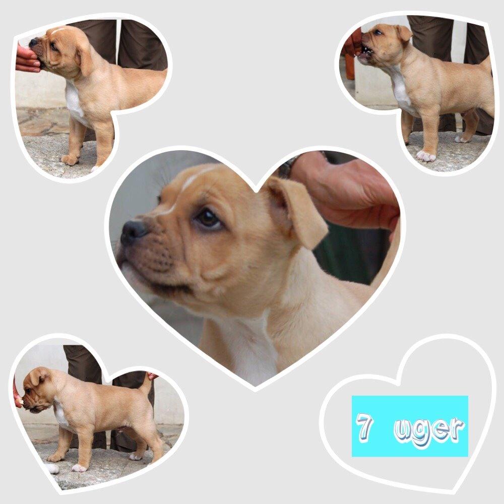 Staffordshire bull terrier Uso billede 14