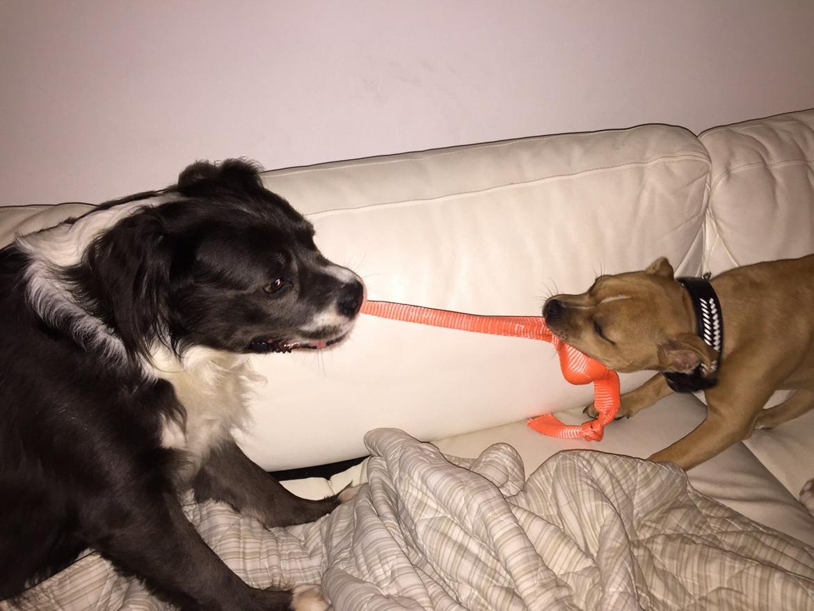 Staffordshire bull terrier Uso billede 3