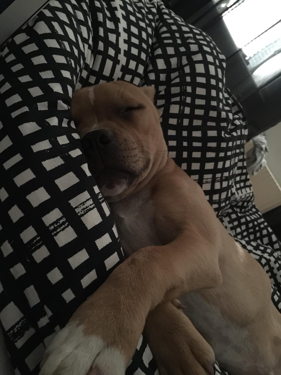 Staffordshire bull terrier Uso billede 4