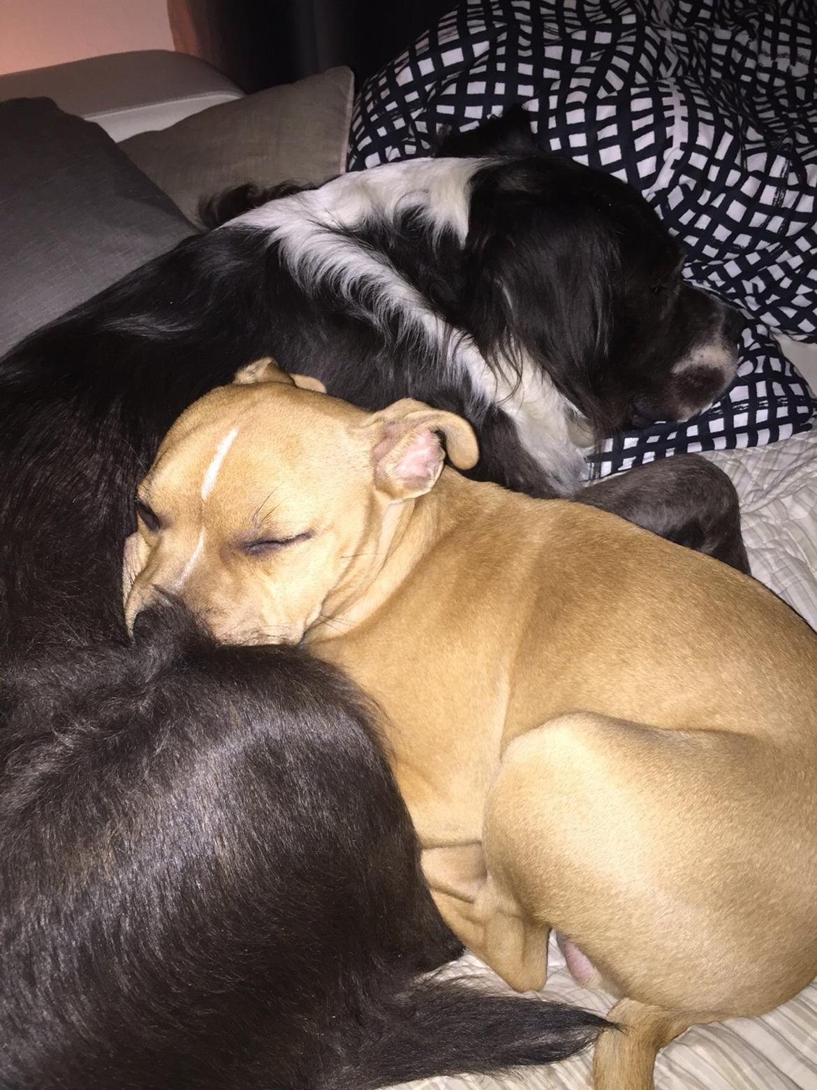 Staffordshire bull terrier Uso billede 5