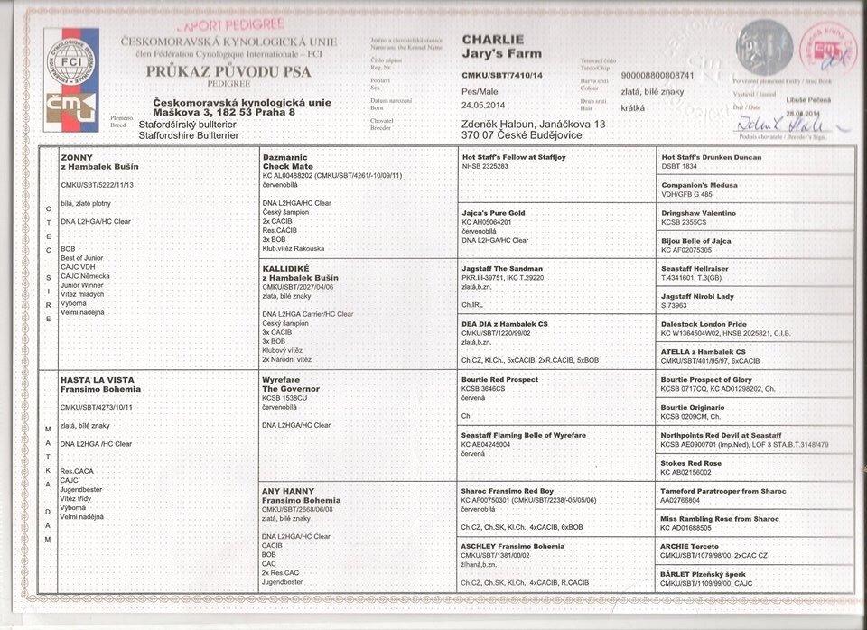 Staffordshire bull terrier Uso billede 17