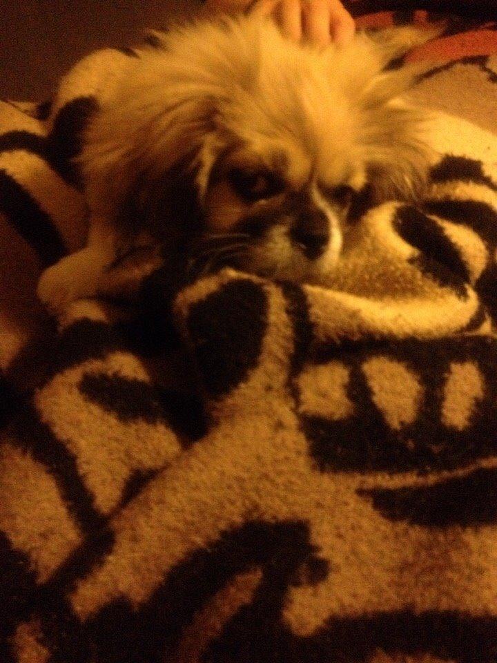 Pekingeser Diesel billede 20