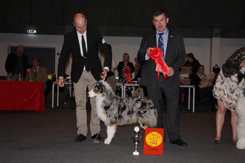 Australian shepherd Aston - BIS Junior billede 22