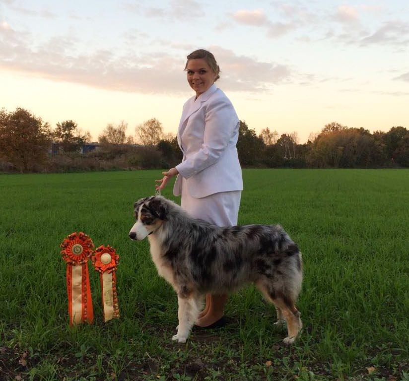 Australian shepherd Aston - BOB Junior i Hannover billede 23