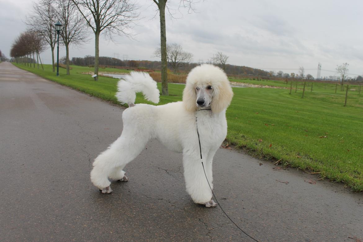 Storpuddel Tula - 17 uger billede 14