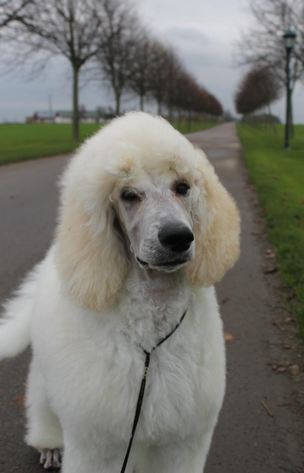 Storpuddel Tula - 17 uger billede 41