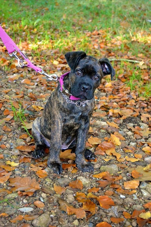 Cane corso Tasja - Tasja 13 uger billede 1