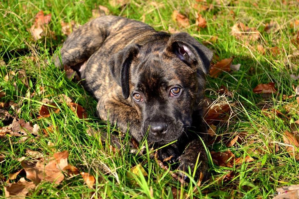 Cane corso Tasja billede 2