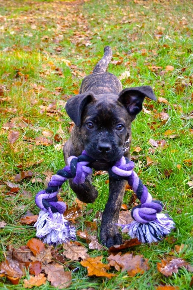Cane corso Tasja billede 3