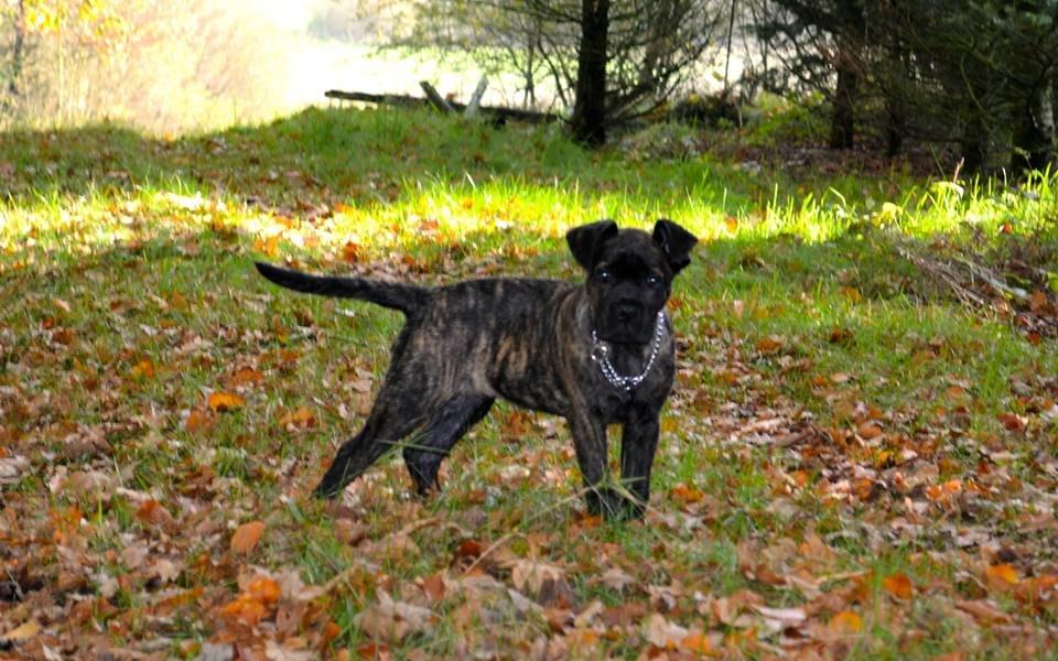Cane corso Tasja billede 4