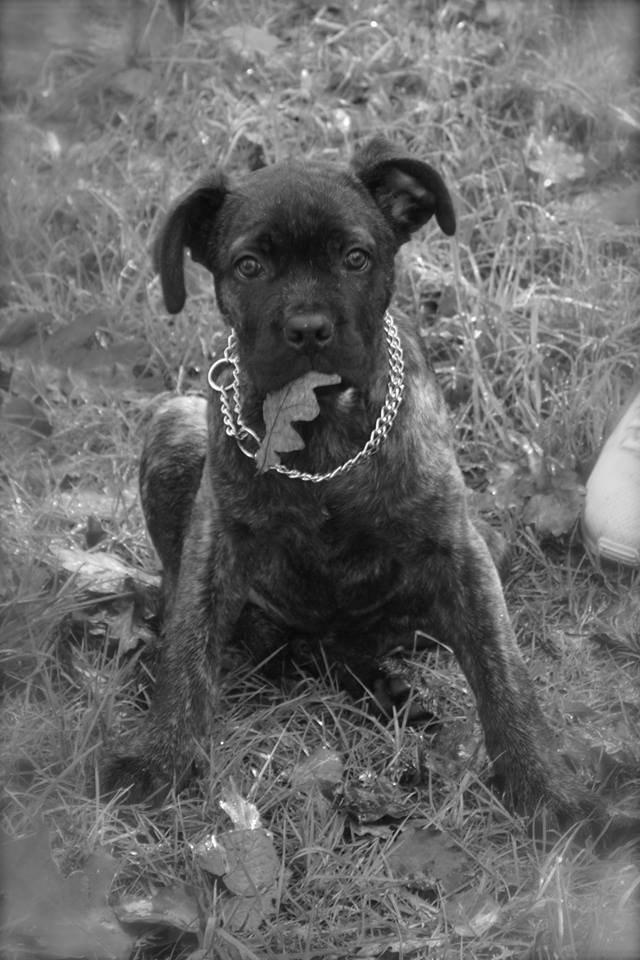 Cane corso Tasja billede 5