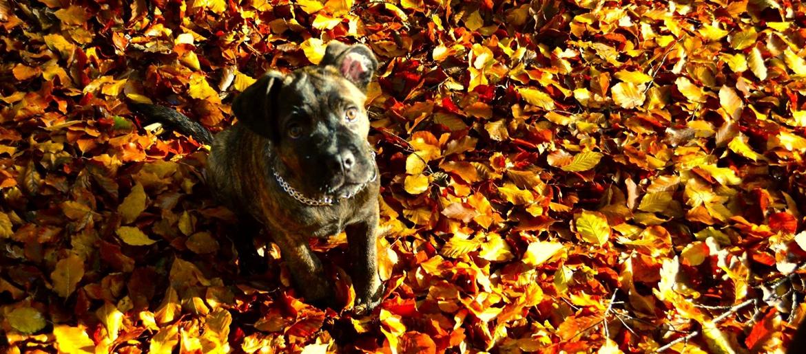 Cane corso Tasja billede 6