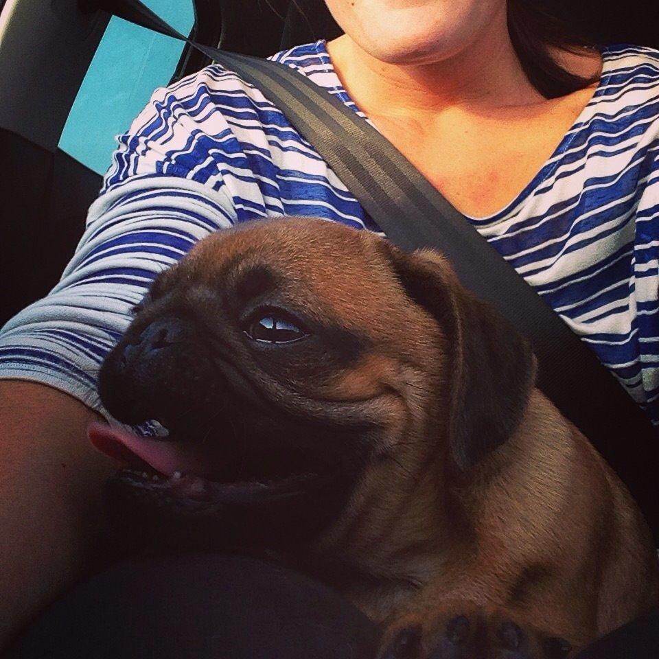 Mops Eddie billede 1