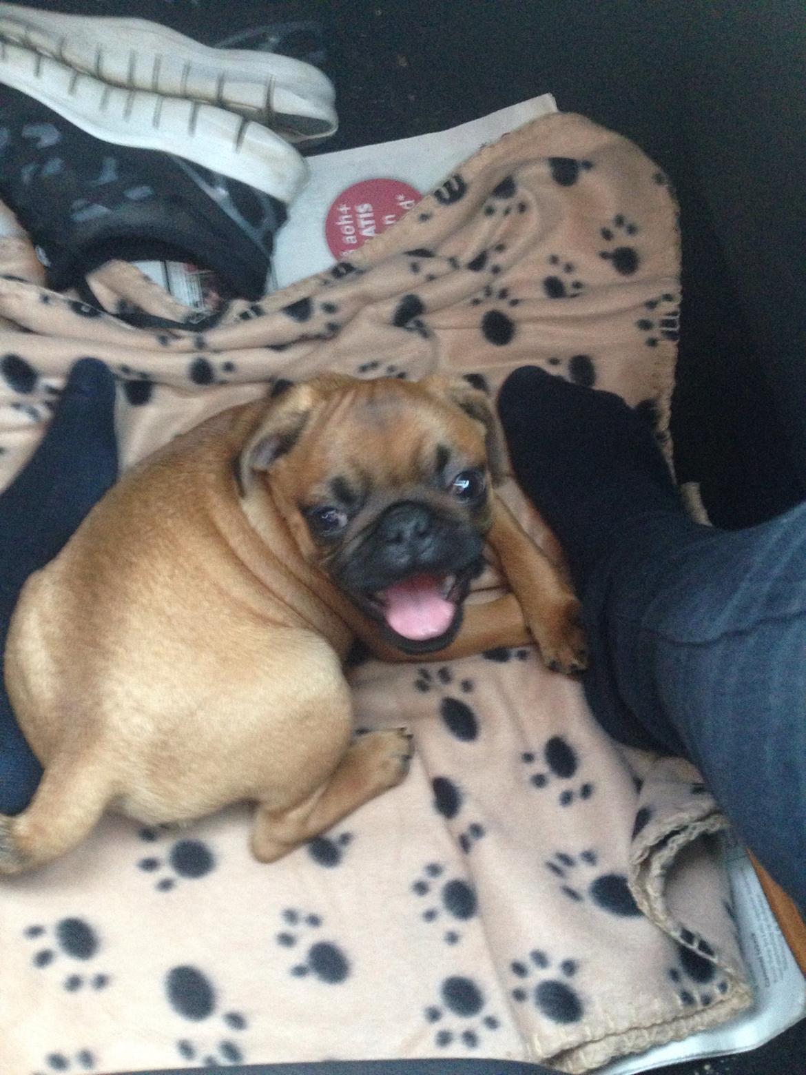 Mops Eddie billede 2