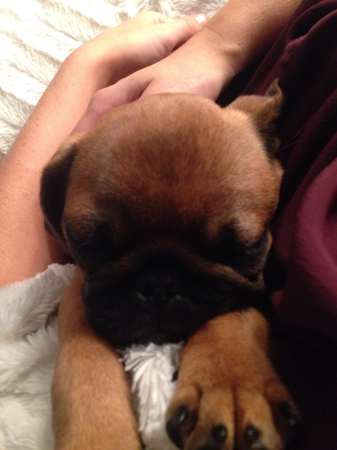 Mops Eddie billede 3